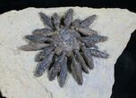 Superb Reboulicidaris Urchin Fossil - Lower Jurassic #5918-1